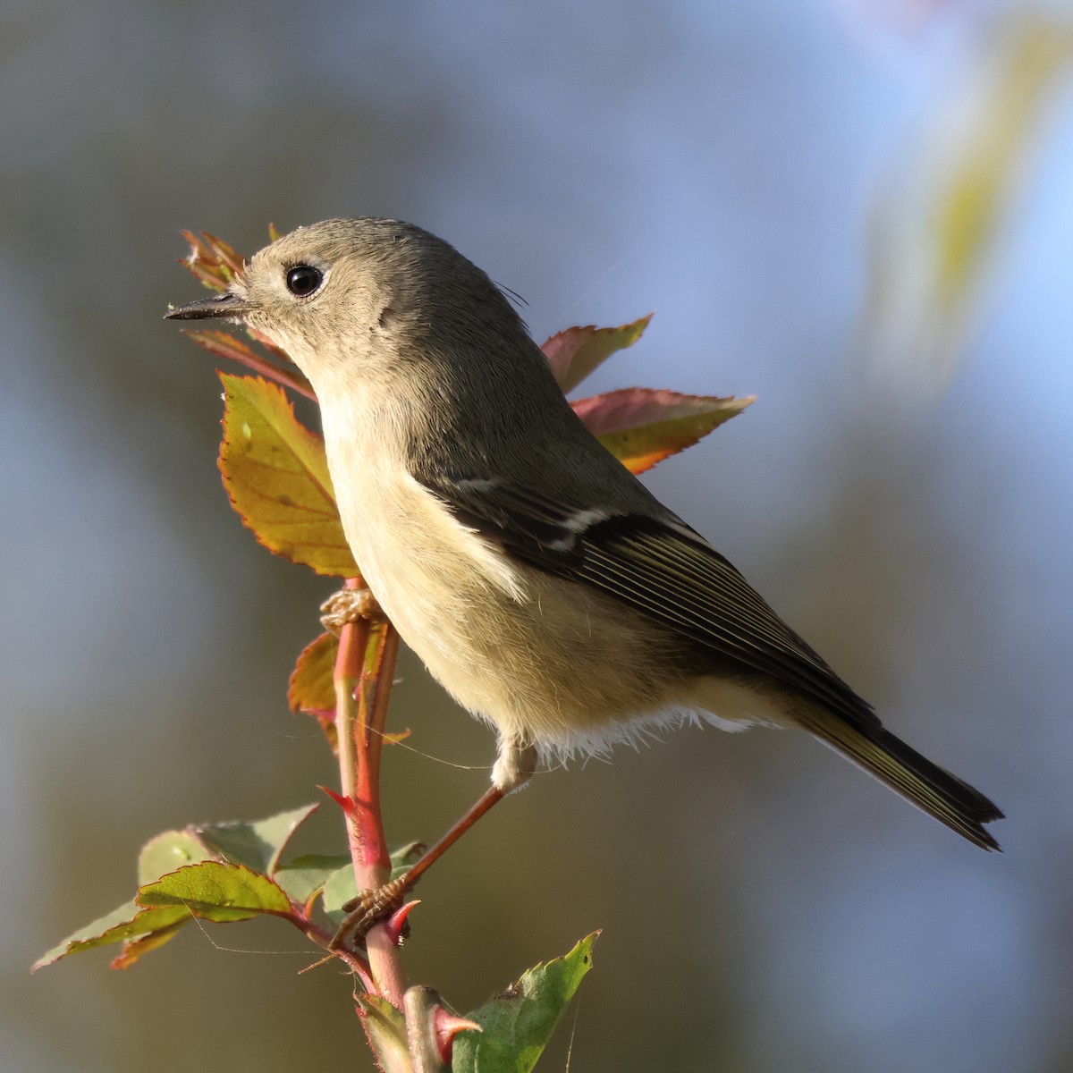 ルビーキクイタダキ - ML647476781