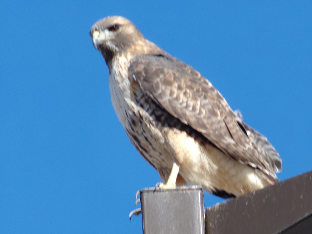 アカオノスリ - ML647476787