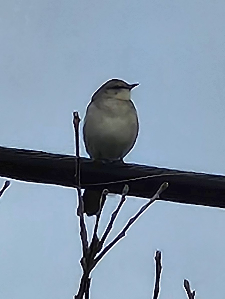 Northern Mockingbird - ML647476791
