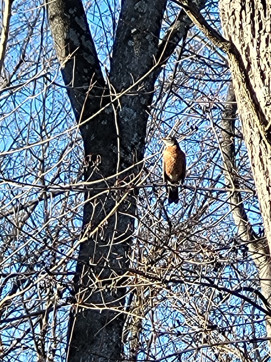 コマツグミ - ML647476792