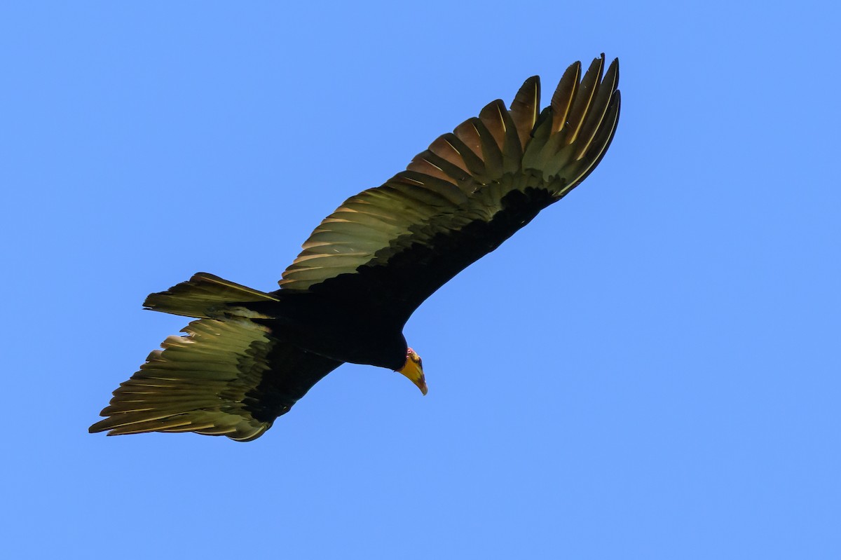 オオキガシラコンドル - ML647476797