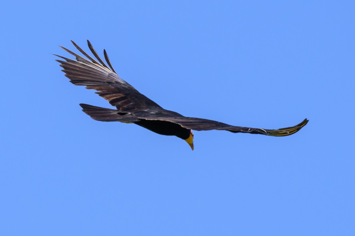 オオキガシラコンドル - ML647476798