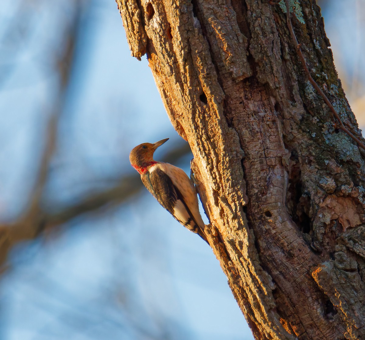 ズアカキツツキ - ML647476799