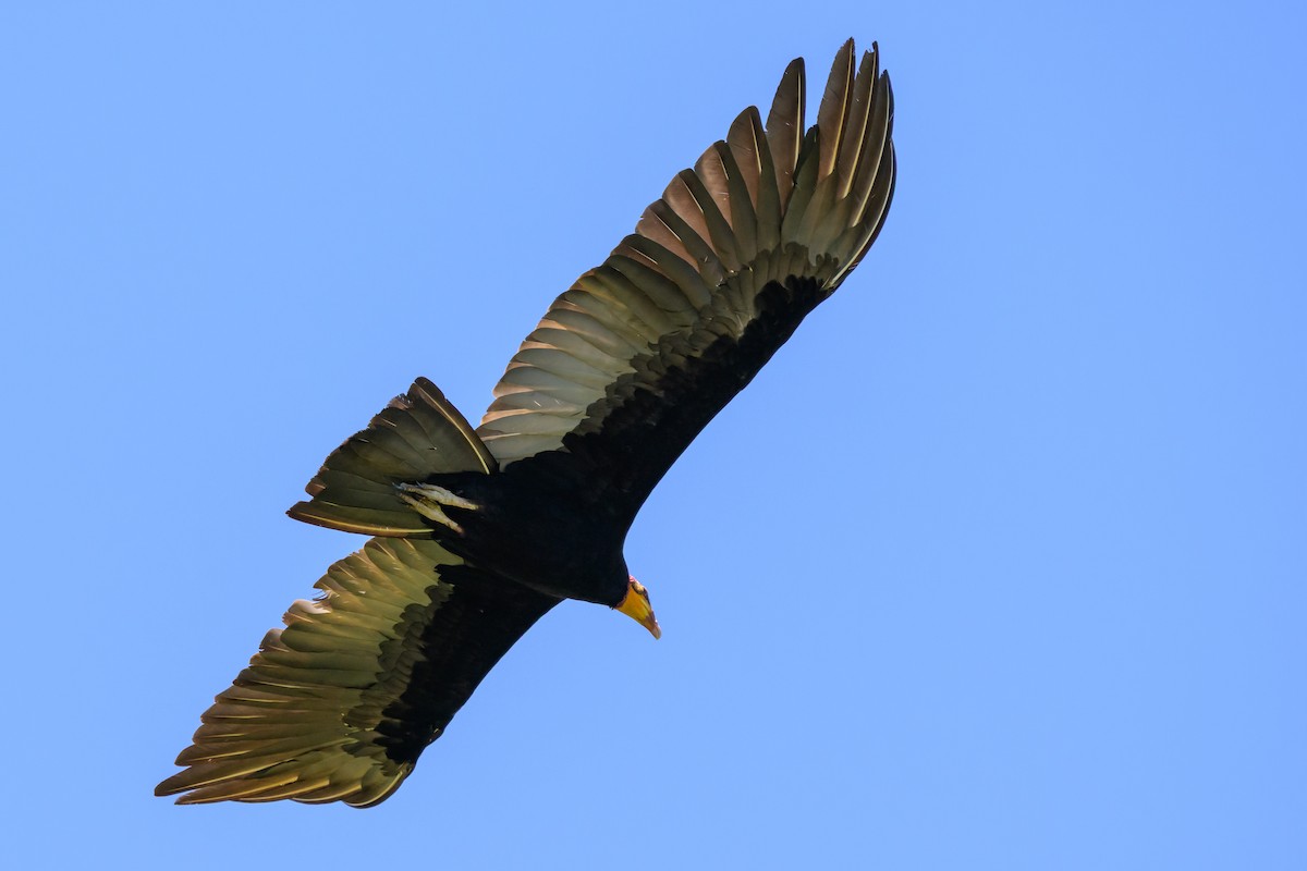 オオキガシラコンドル - ML647476800