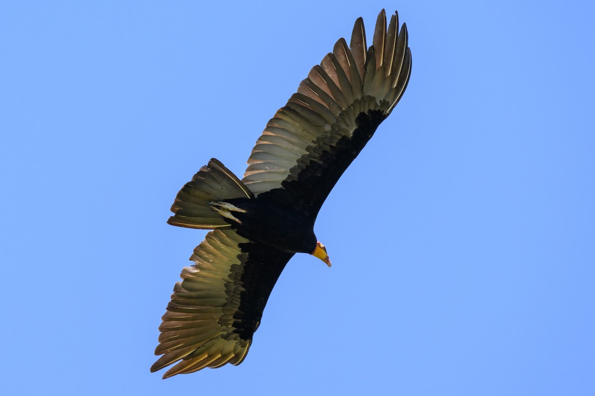 オオキガシラコンドル - ML647476801