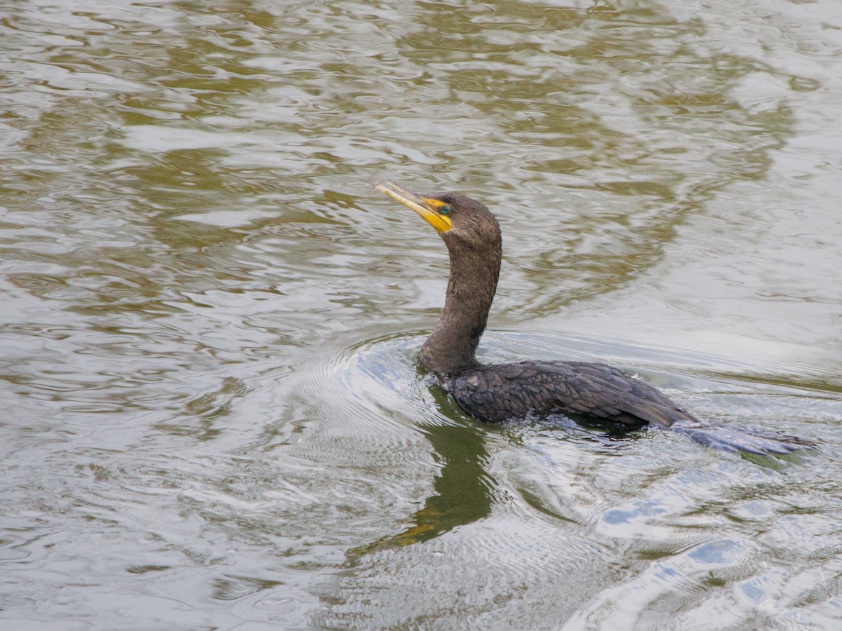 ミミヒメウ - ML647476803