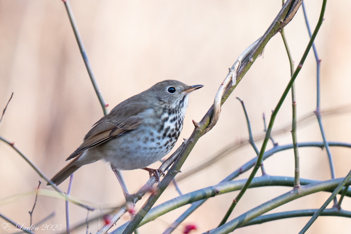 チャイロコツグミ - ML647476804