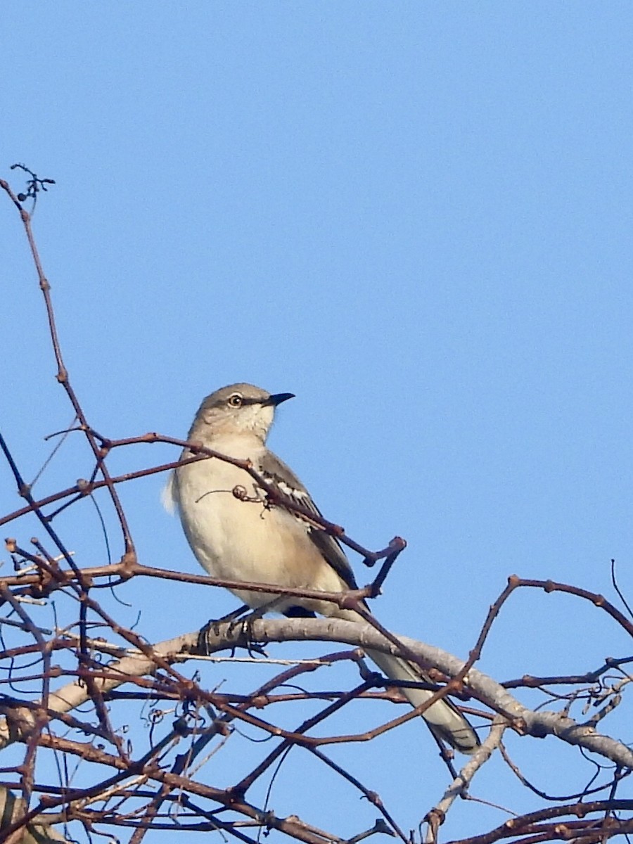 マネシツグミ - ML647476805