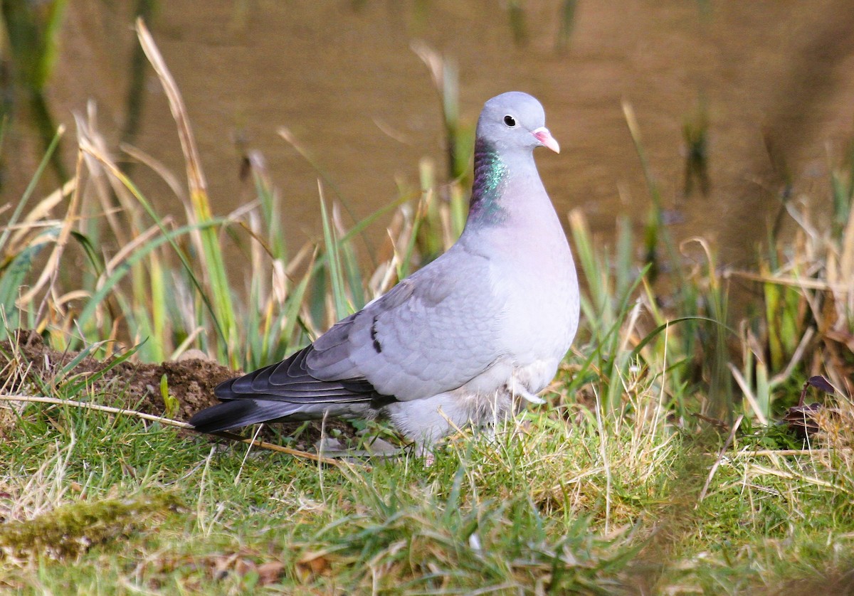 ヒメモリバト - ML647476807