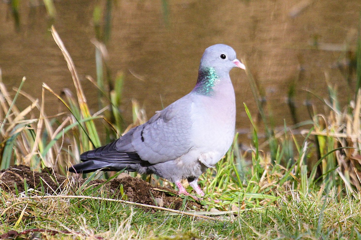 ヒメモリバト - ML647476808