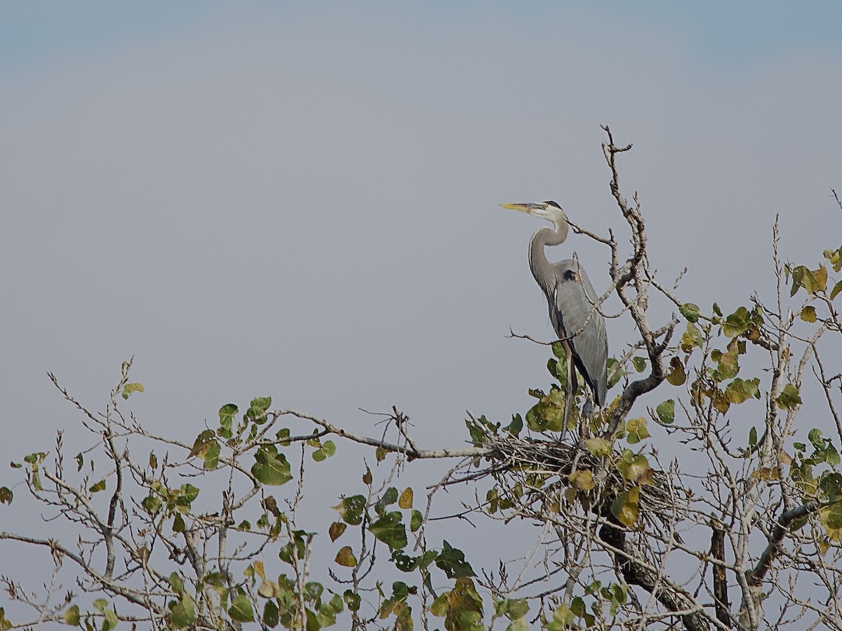 オオアオサギ - ML647476809