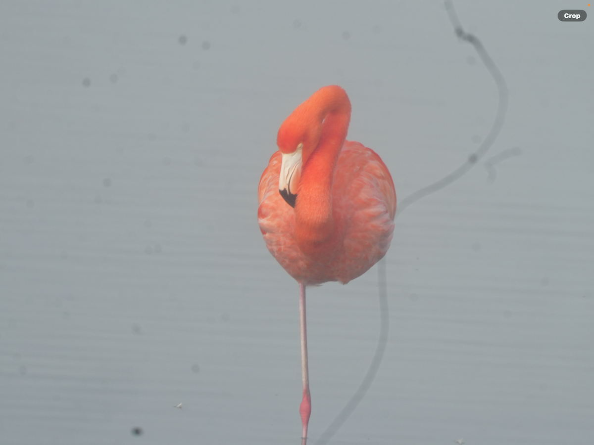 American Flamingo - ML647476836