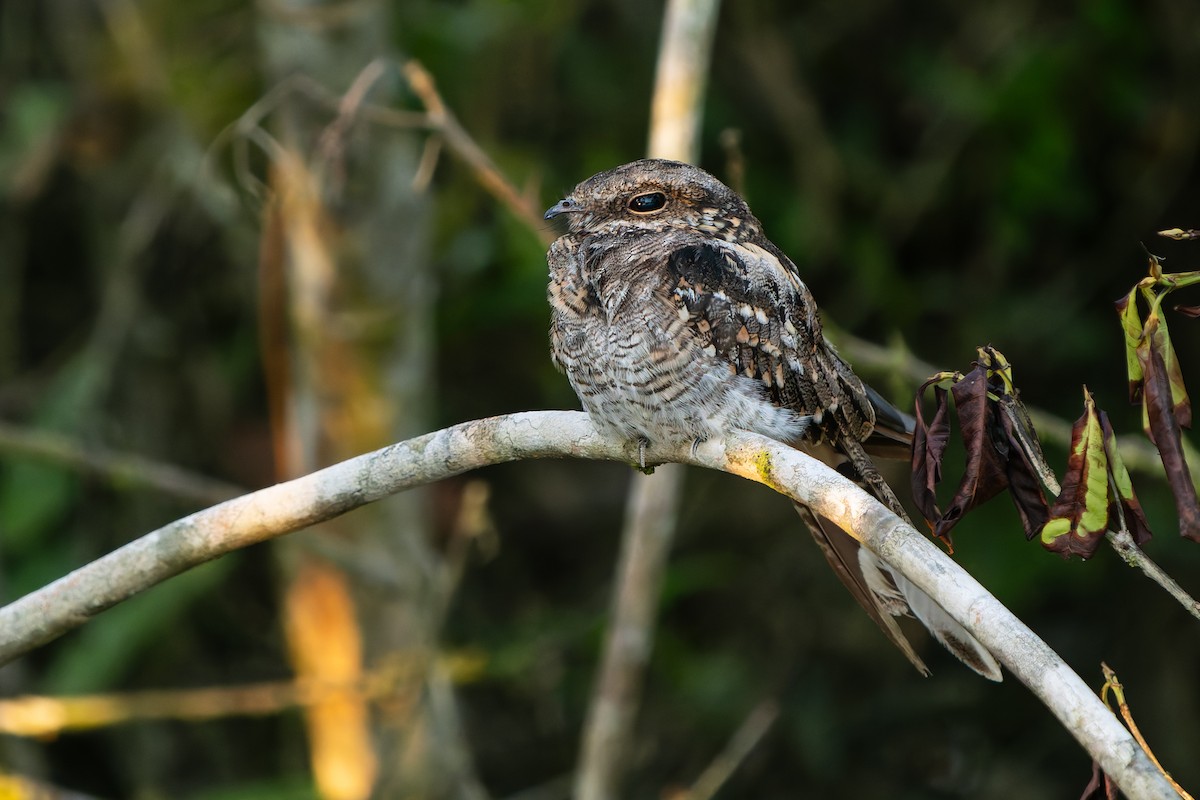 Ladder-tailed Nightjar - ML647476861