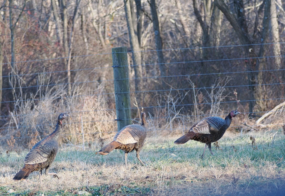 シチメンチョウ - ML647476874