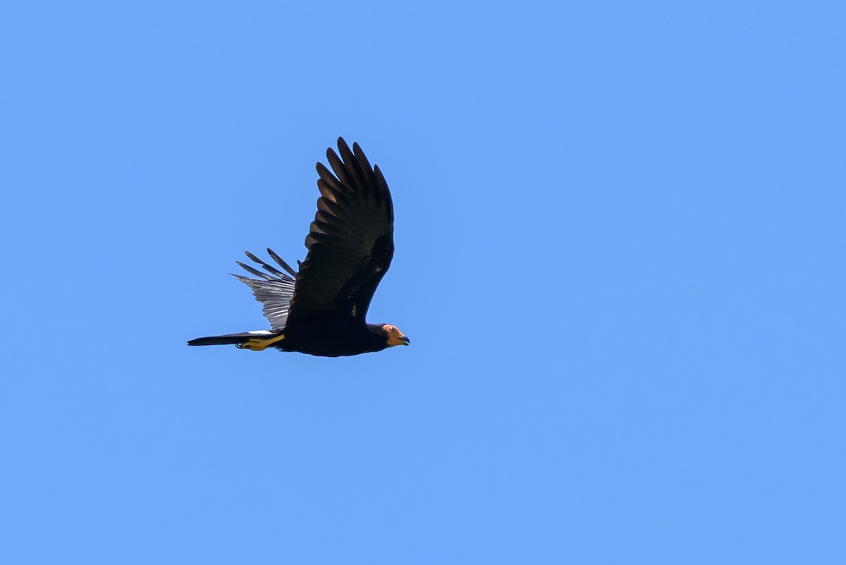 Siyah Karakara - ML647476877