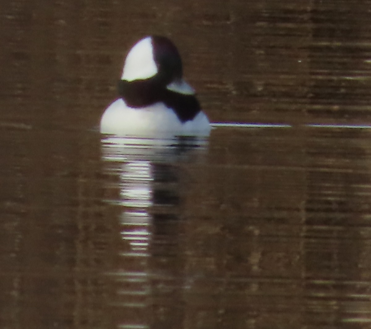 Гоголь-головастик - ML647476913