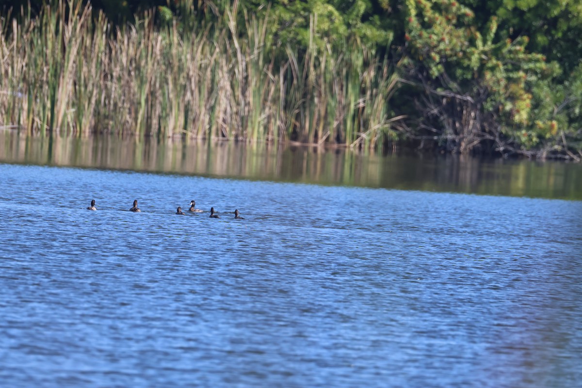 Lesser Scaup - ML647476914