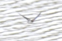 アフリカツバメ - ML647476925