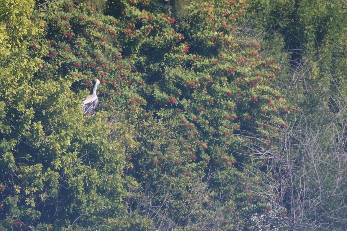 Brown Pelican - ML647476971