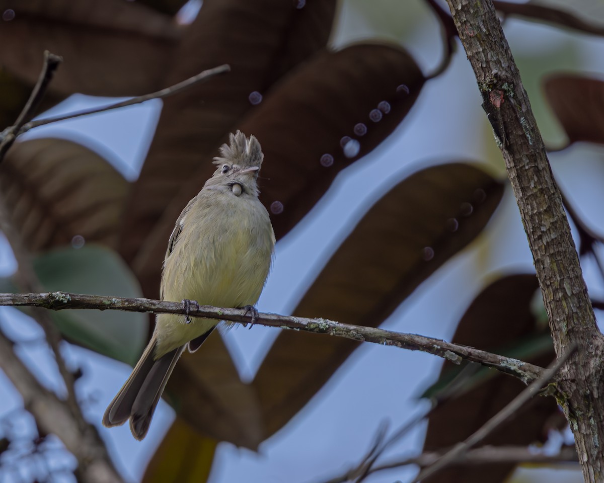 Желтобрюхая эления - ML647476976