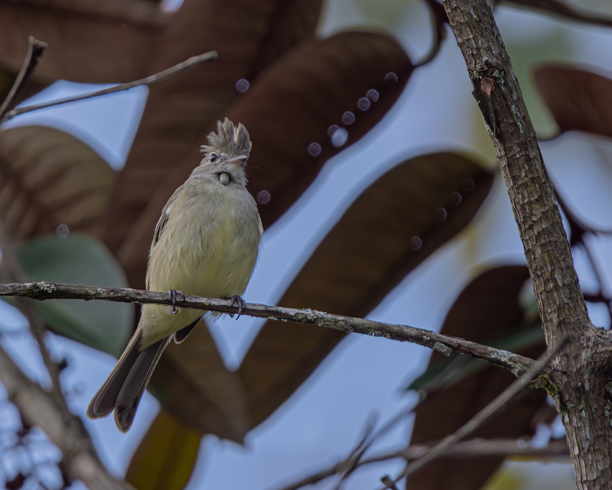 Yellow-bellied Elaenia - ML647476977