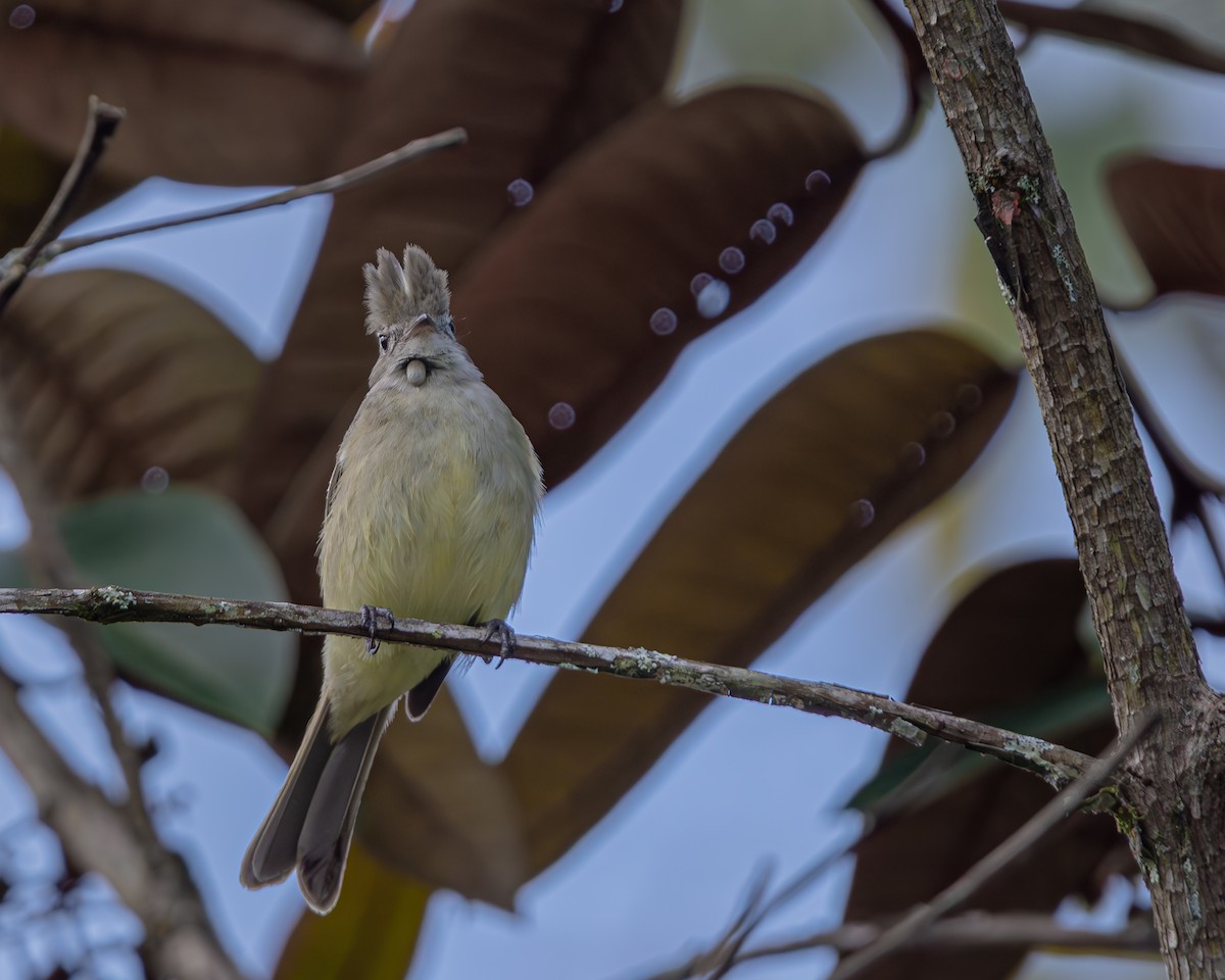 Желтобрюхая эления - ML647476978