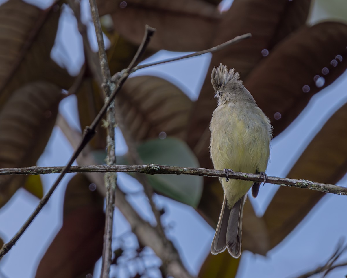 Yellow-bellied Elaenia - ML647476979