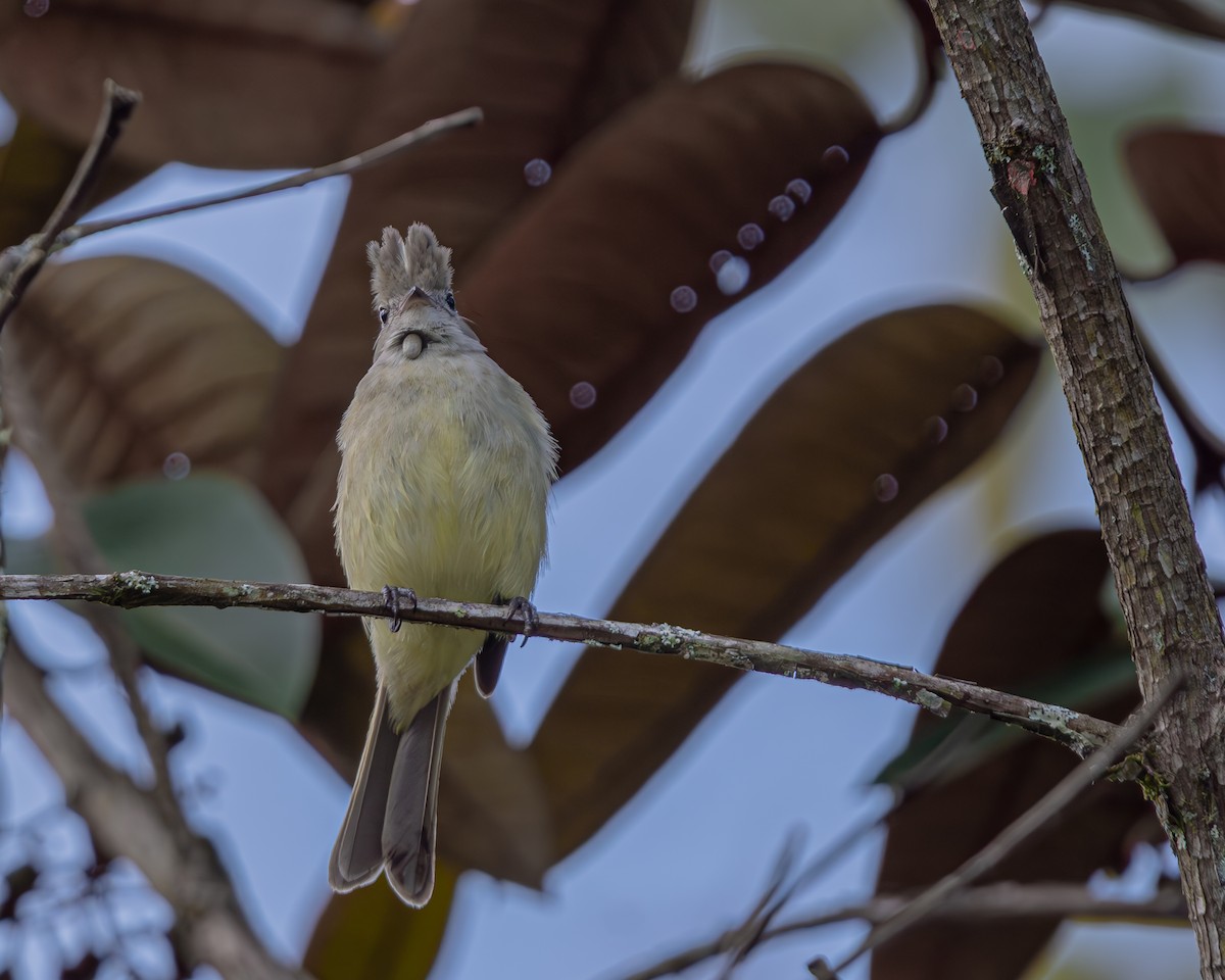 Желтобрюхая эления - ML647476980