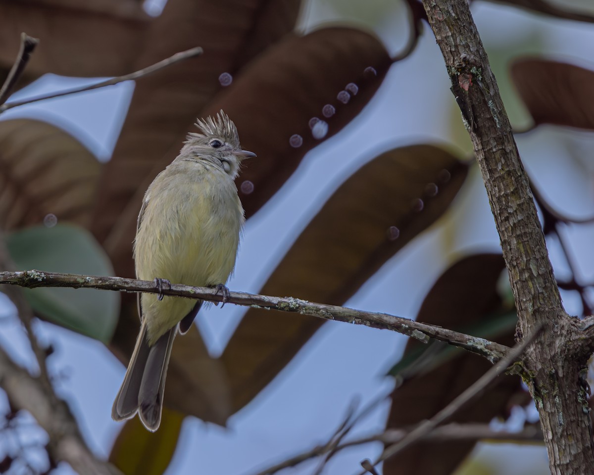 Желтобрюхая эления - ML647476981