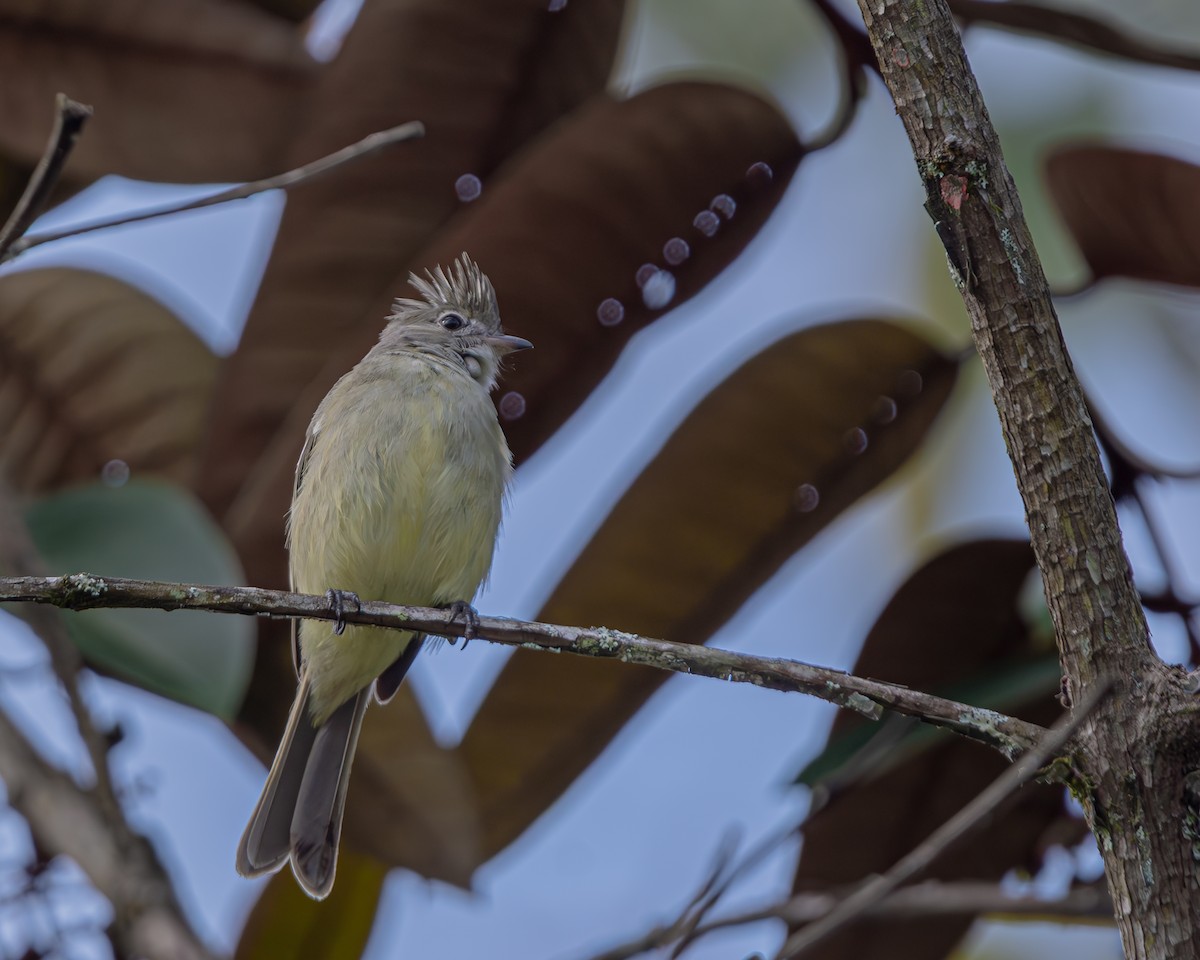 Желтобрюхая эления - ML647476982