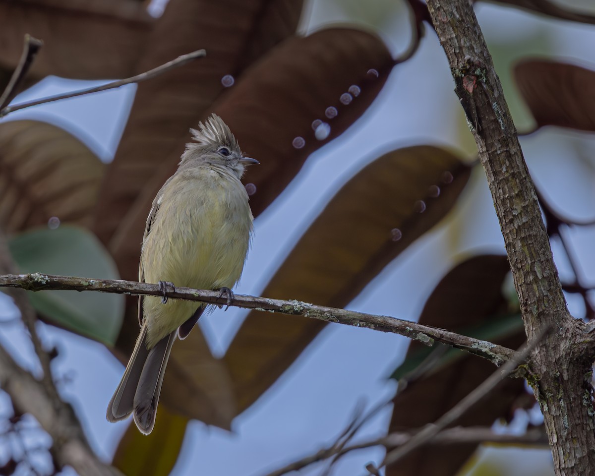 Yellow-bellied Elaenia - ML647476983