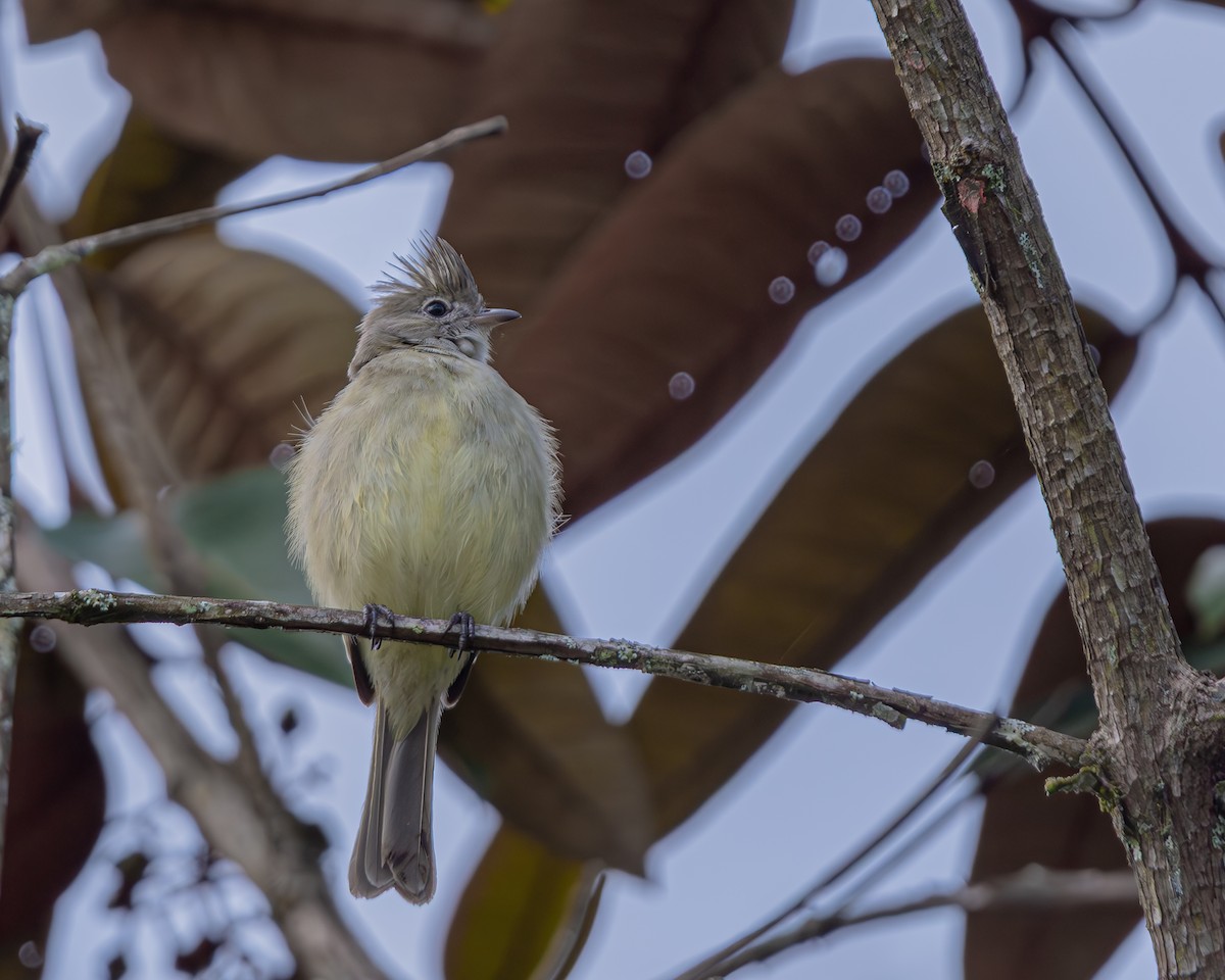 Yellow-bellied Elaenia - ML647476984