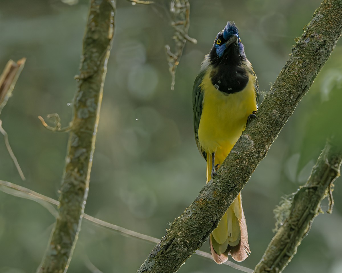 Green Jay - ML647476986