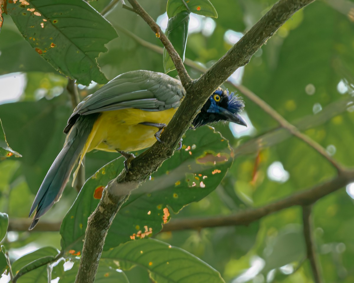 Green Jay - ML647476987