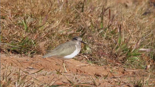 Spotted Sandpiper - ML647476988