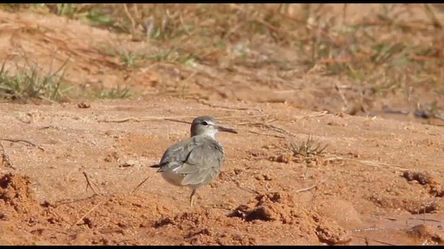 Spotted Sandpiper - ML647476989