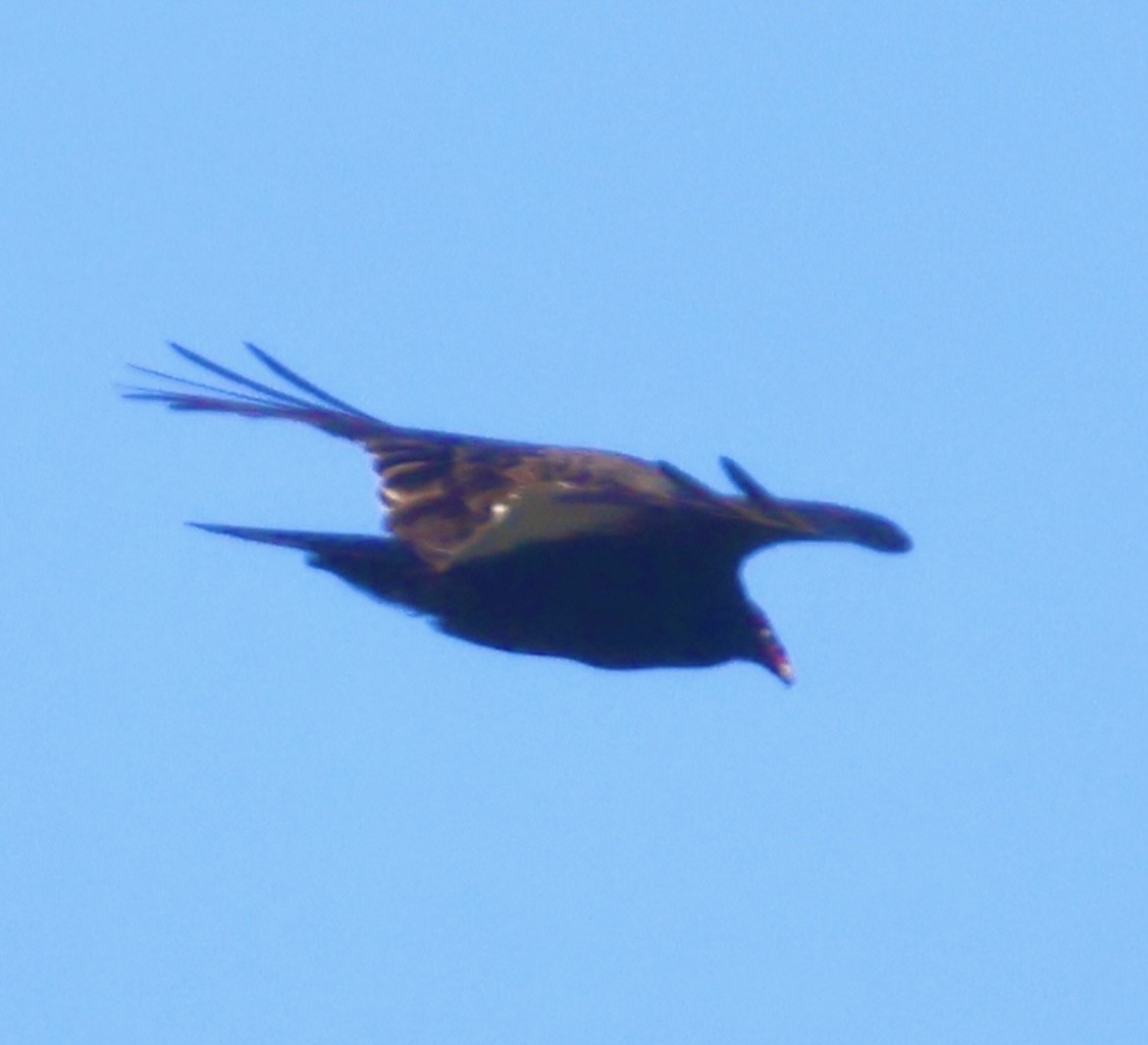 Turkey Vulture - ML647476990