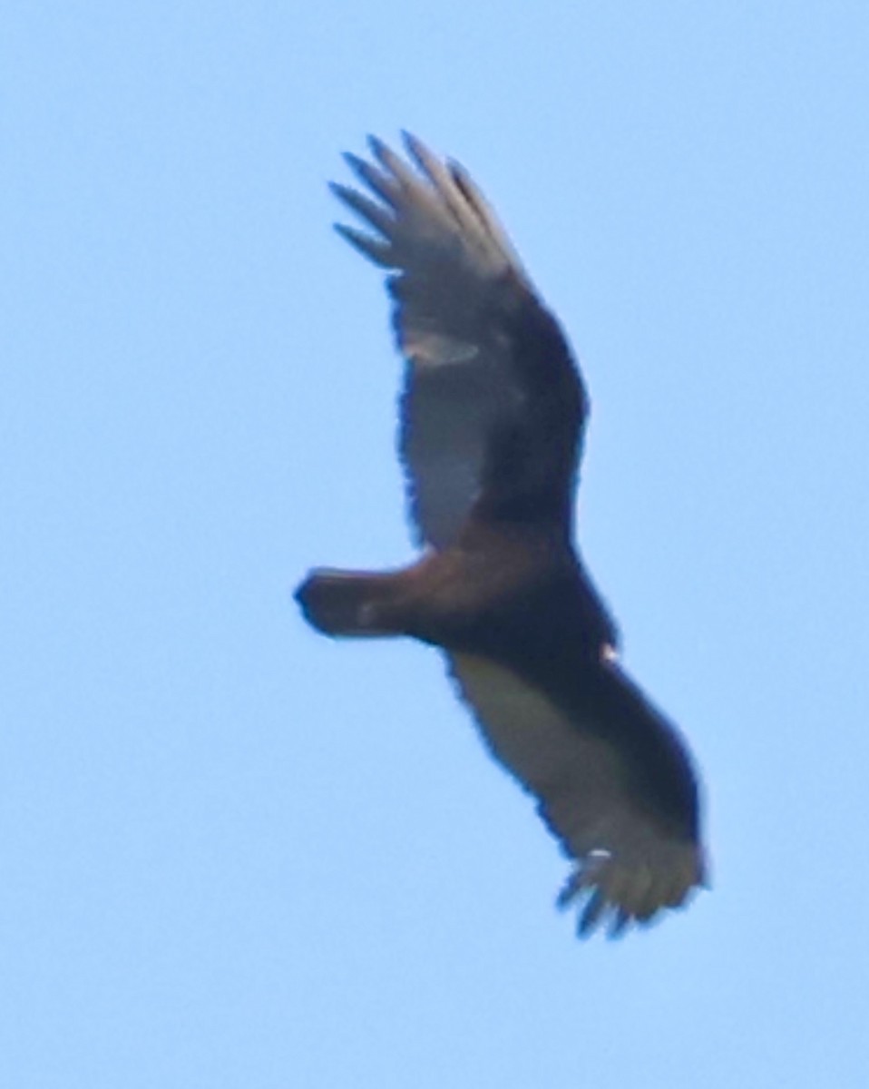 Turkey Vulture - ML647476991