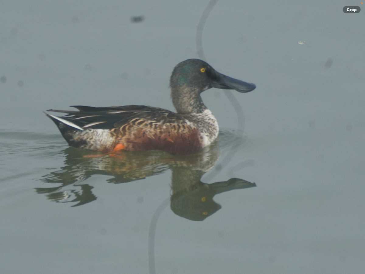 Northern Shoveler - ML647476992