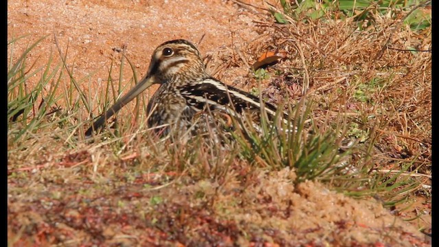 Wilson's Snipe - ML647476993
