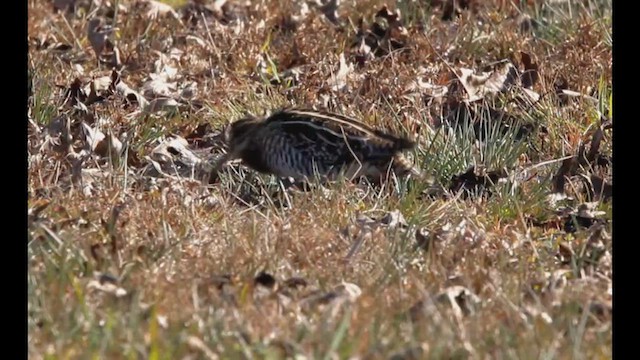 Wilson's Snipe - ML647476994