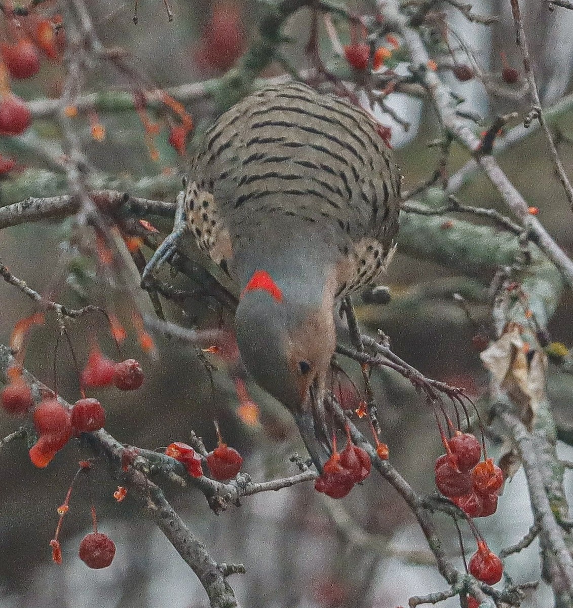Northern Flicker (Yellow-shafted) - ML647476995