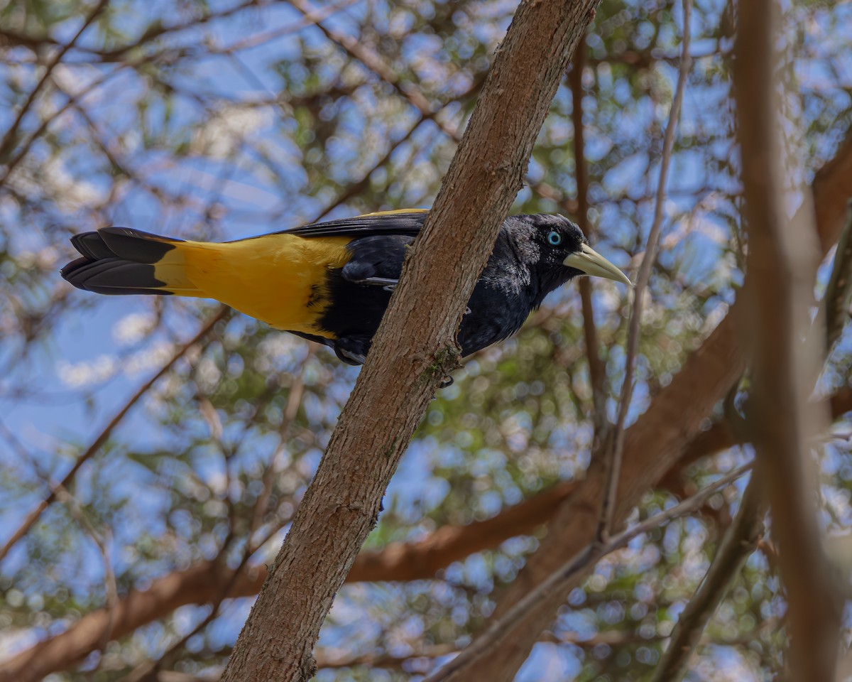 Yellow-rumped Cacique - ML647476996