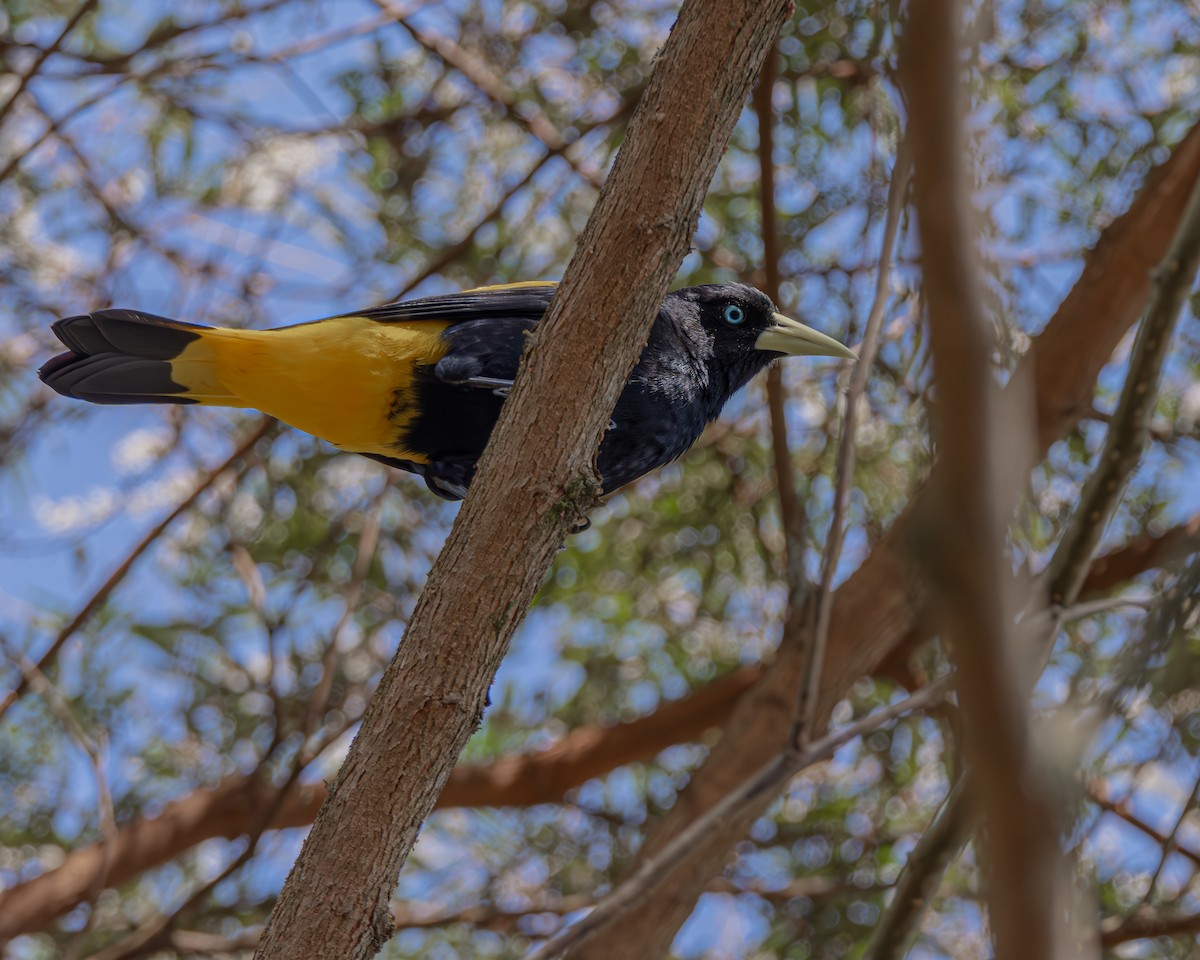 Yellow-rumped Cacique - ML647476997