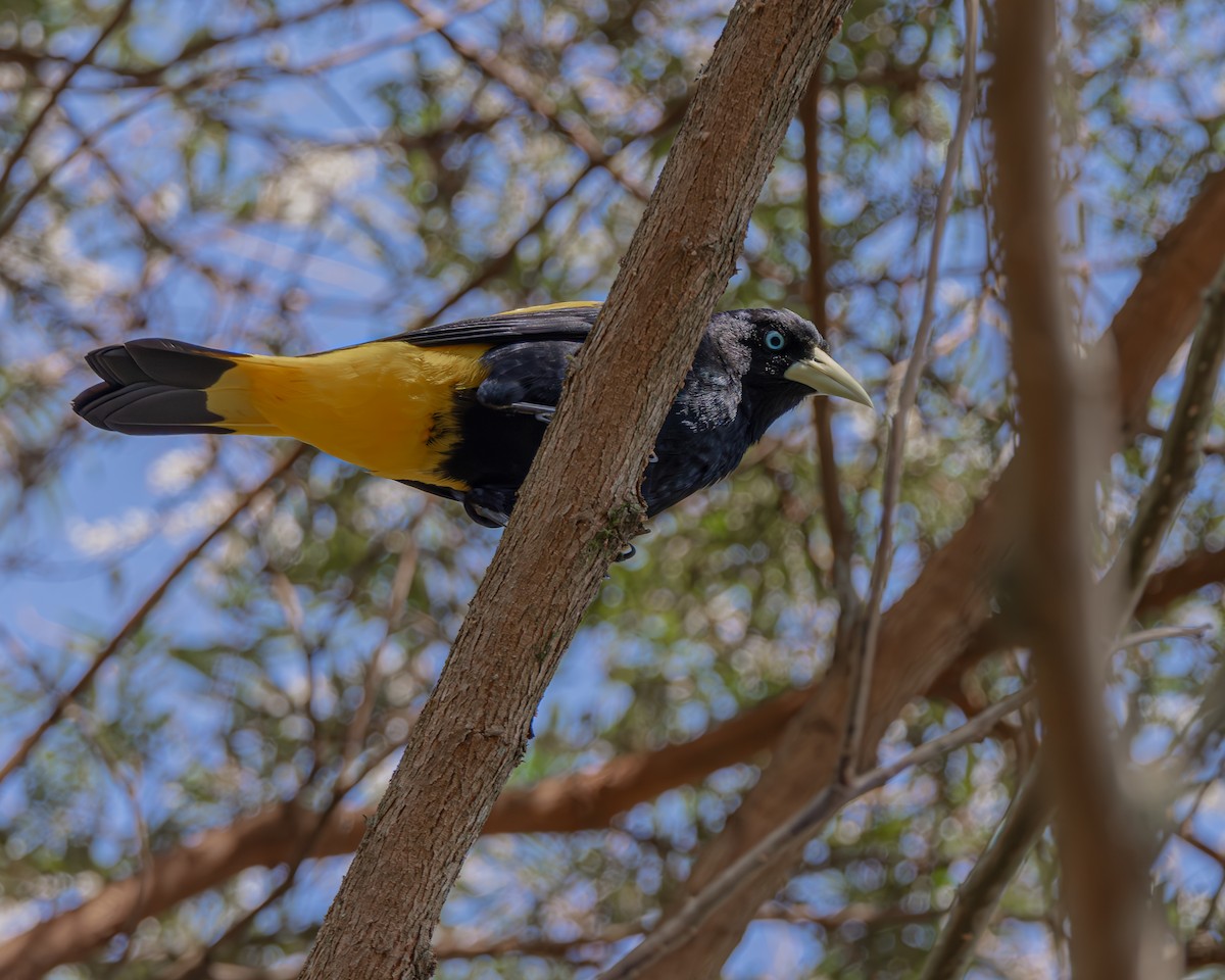 Yellow-rumped Cacique - ML647476998