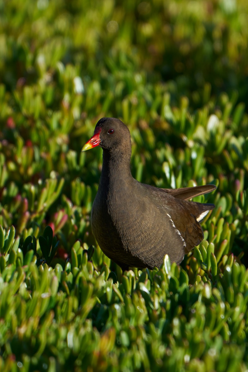 Eurasian Moorhen - ML647476999