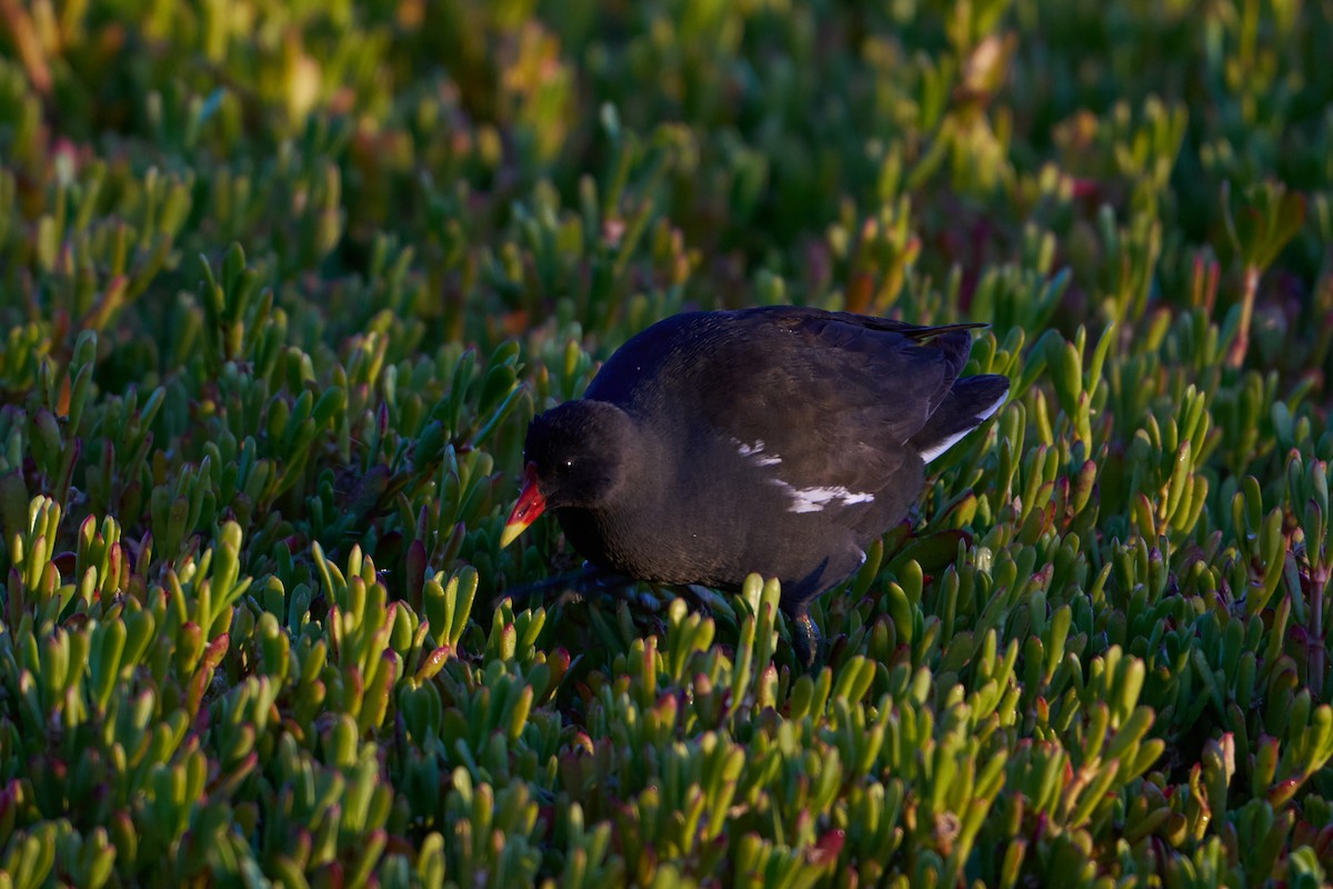 Eurasian Moorhen - ML647477000