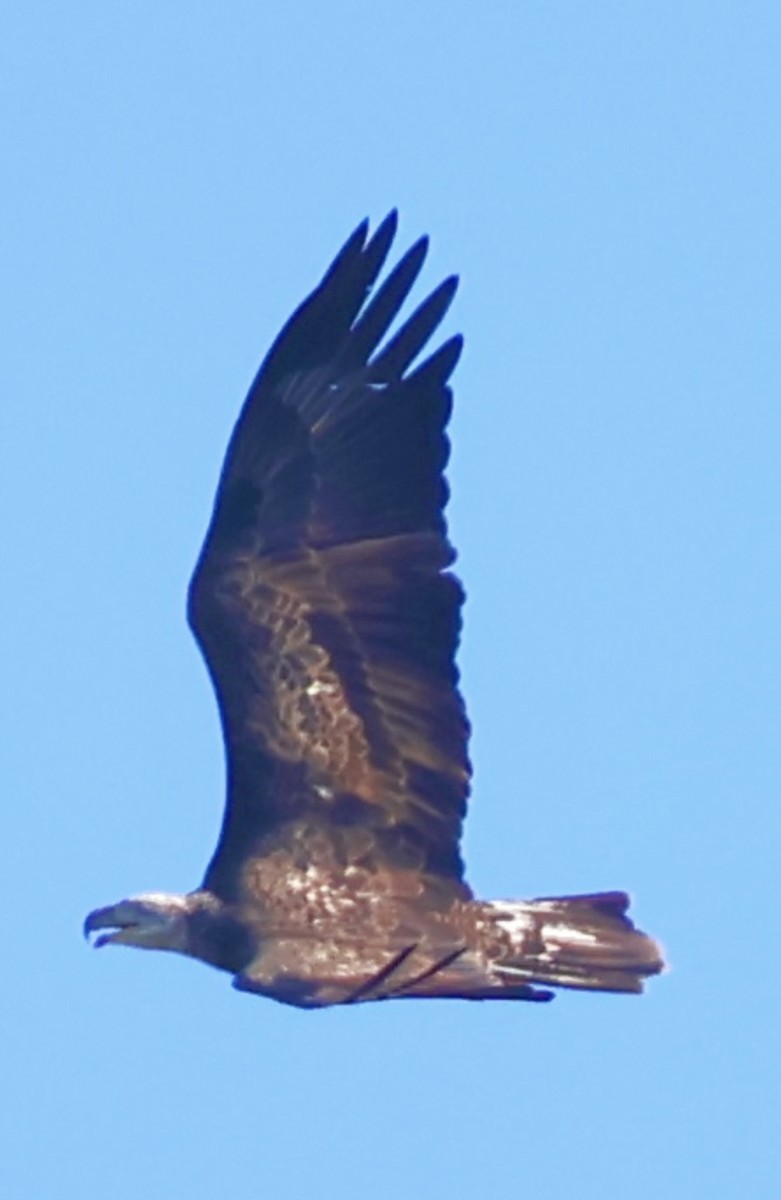 Bald Eagle - ML647477004