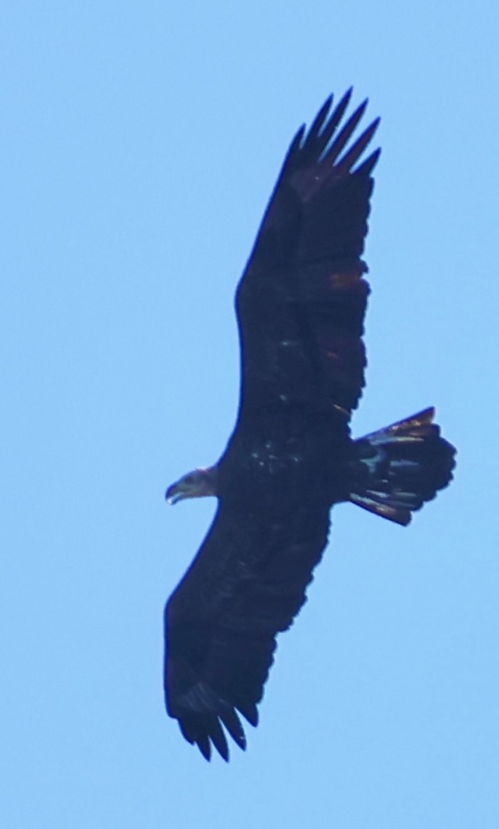 Bald Eagle - ML647477005