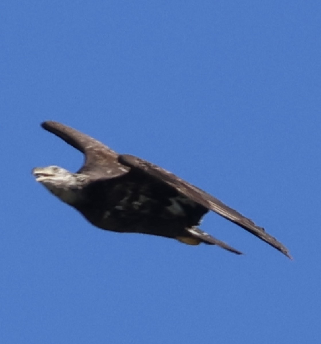 Bald Eagle - ML647477006